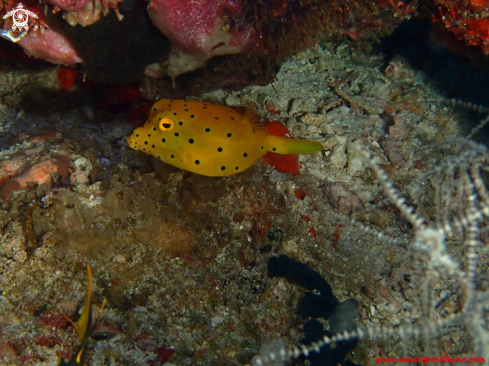 A Pesce scatola giallo  