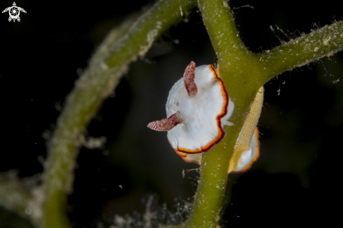 A Goniobranchus verrieri