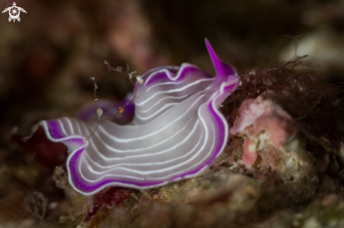 A Planaria rosa