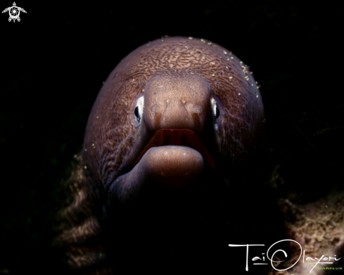 A Greyface moray eel