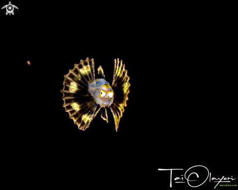 A Larval lionfish