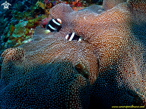 A Pesce pagliaccio in anemone 