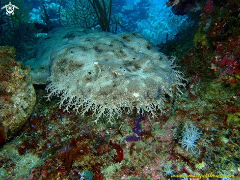 A Squalo tappeto wobbegong con nappe