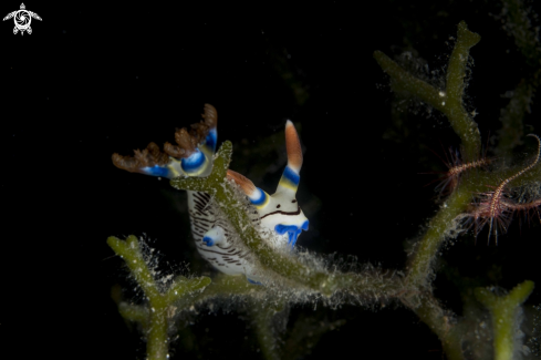 A Nembrotha lineolata