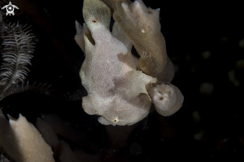 A Giant Frogfish