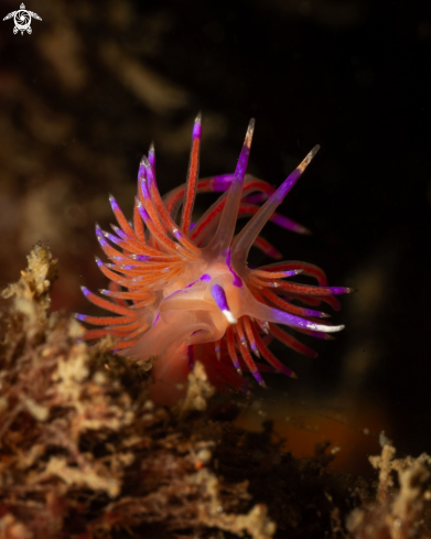 A Red Flabellina nudibranch