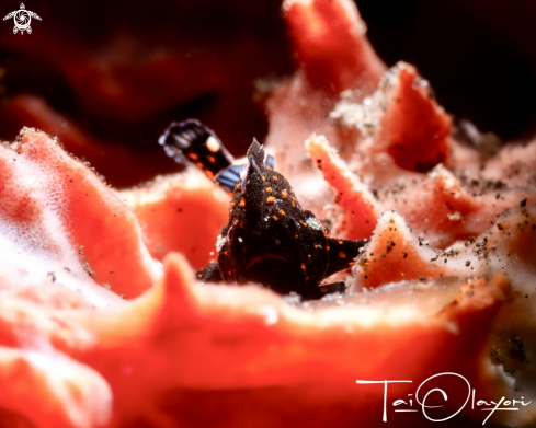 A Juvenile clown frogfish 