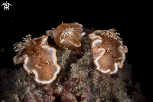 A Glossodoris rufomarginata