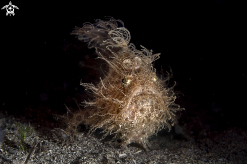 A Hairy Frogfish