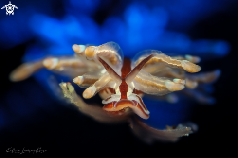 A Portrait of a tiny Nudibranch 