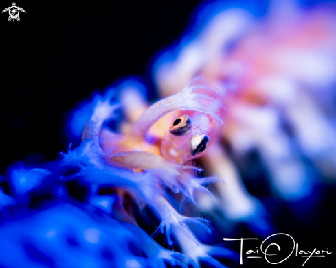 A Goby on a wire coral