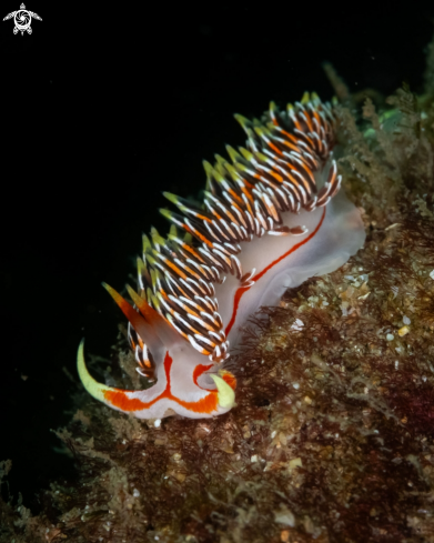 A Phidiana militaris nudibranch