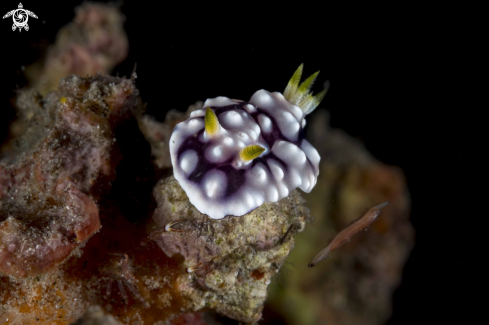 A Goniobranchus geometricus | Goniobranchus geometricus