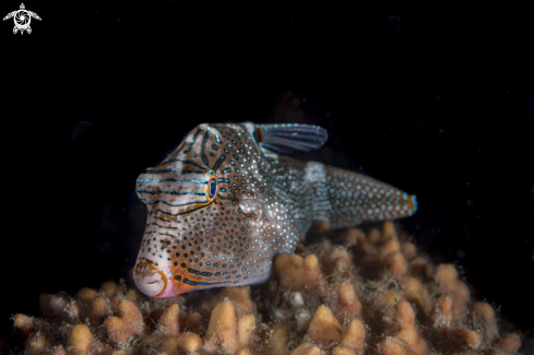 A Canthigaster sp. | Canthigaster sp.