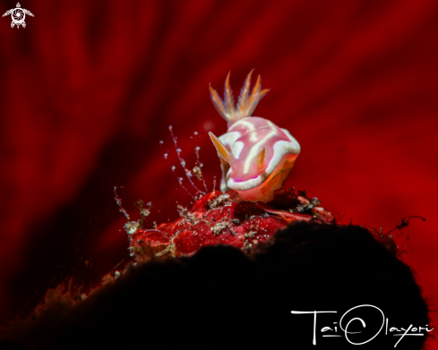 A Red-Lined Ceratosoma