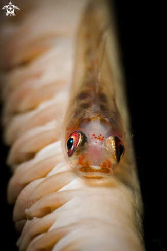 A Whip coral fish