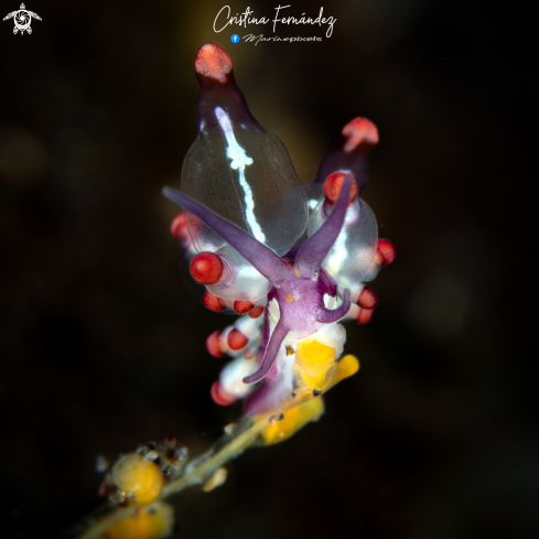 A Nudibranch