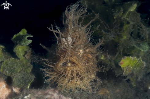 A Hairy Frogfish