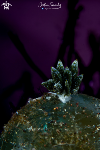 A Nudibranch