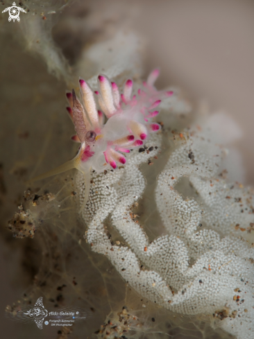 A Favorinus mirabilis Baba, 1955 | Nudibranch