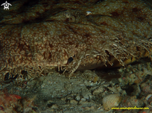 A Incontri ravvicinati squalo tappeto con nappe wobbegong