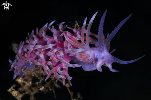 A Flabellina nudibranch