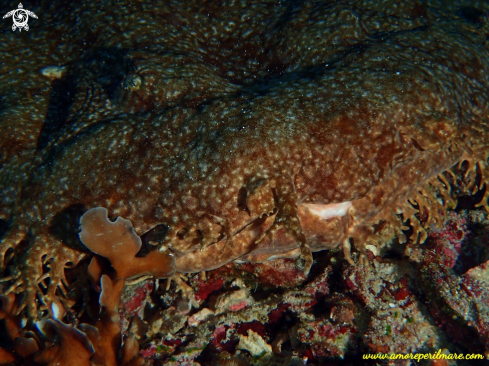 A Particolare di squalo tappeto, Wobbegong.