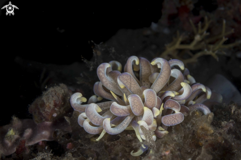 A Phyllodesmium magnum | Phyllodesmium magnum