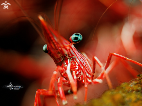 A Camel Shrimp 