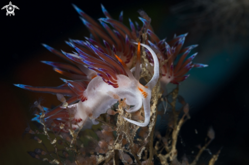 A Cratena peregrina nudibranch