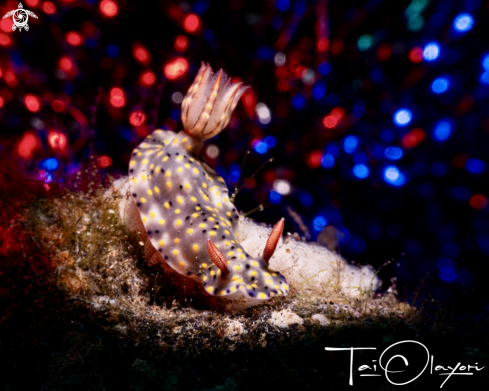 A Hypselodoris with eggs