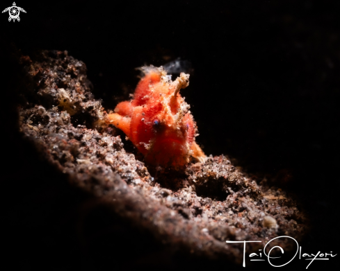 A Spotfin frogfish