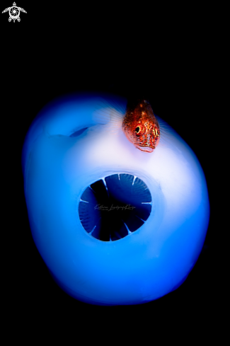 A GOBY ON AN ASCIDIAN 