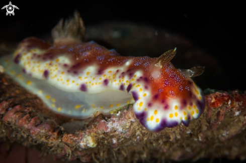 A Goniobranchus collingwoodi nudibranch