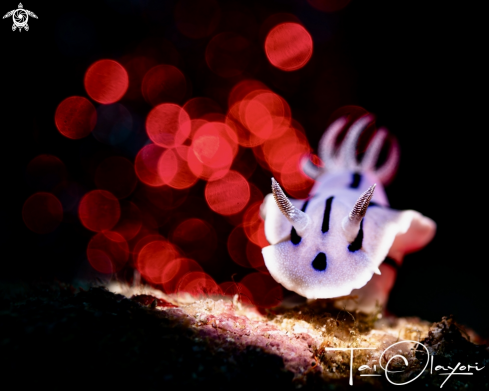 A Chromodoris willani