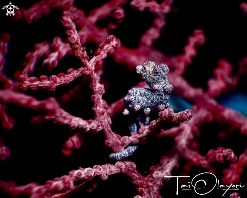 A Pygmy seahorse