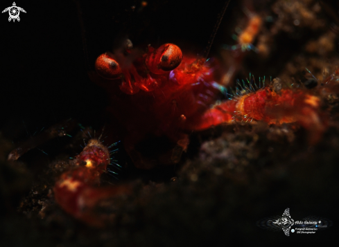 A Trapezionida olivarae (Macpherson, 1994)  | Squat Lobster