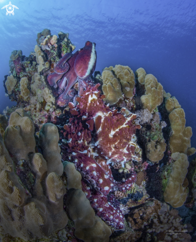 A Underwater Bandits