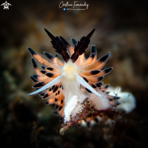 A Nudibranch