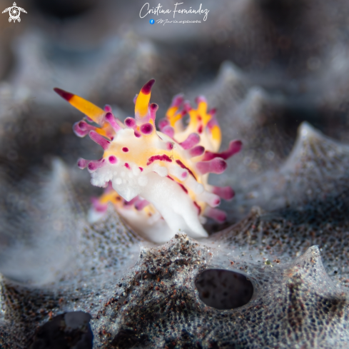 A Nudibranch