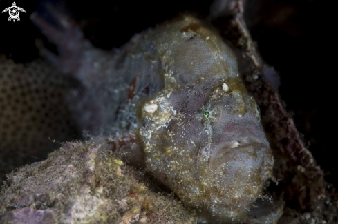 A Freckled Frogfish