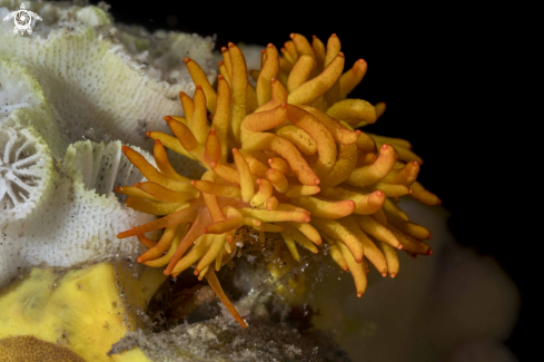 A Phestilla melanobrachia | Phestilla melanobrachia
