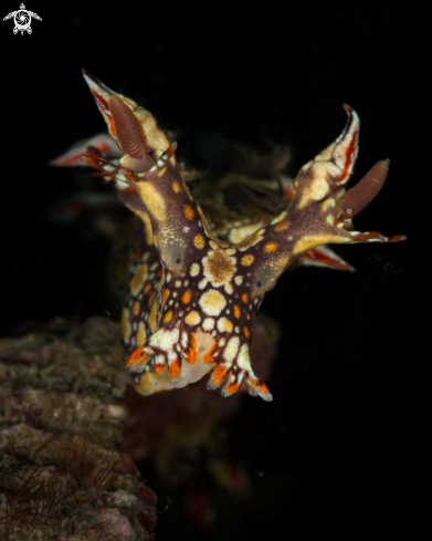 A Bornella anguilla nudibranch