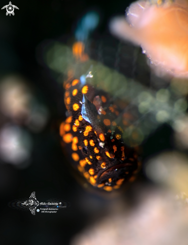 A Antennarius maculatus (Desjardins, 1840) | Warty Frogfish Juvenile (15 mm. approx.) 