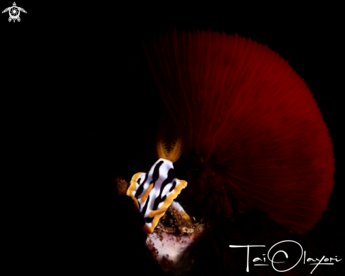 A Chromodoris annae