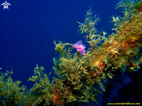 A Flabellina rosa su relitto del Cargo armato 