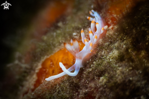 A Flabellina bicolor nudibranch