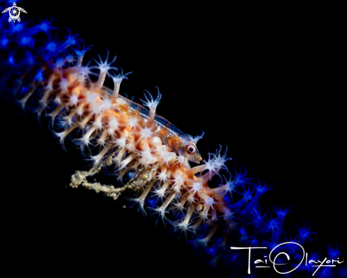 A Wire coral goby