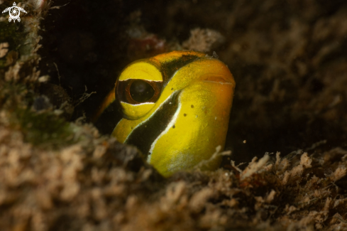 A Hector’s Goby (Koumansetta hectori)