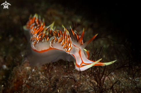 A Phidiana militaris nudibranch